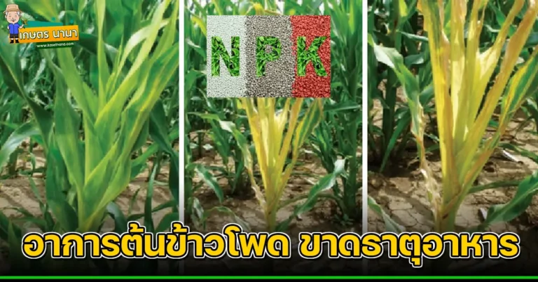 N P K ธาตุอาหารที่จำเป็นสำหรับข้าวโพด และอาการขาดธาธุอาหาร