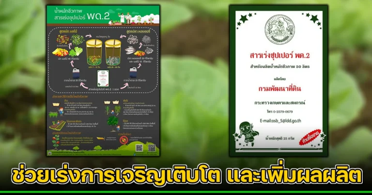 วิธีทำน้ำหมักชีวภาพ สารเร่งซุปเปอร์ พด.2 ช่วยเร่งการเจริญเติบโต และเพิ่มผลผลิต