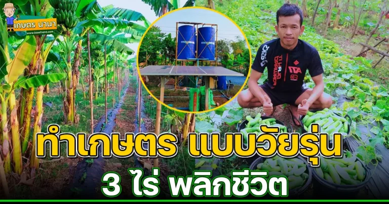 แนวคิดทำเกษตรจากเยาวชนรุ่นใหม่ ปลูกผักในร่องกล้วย