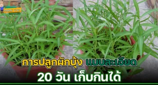 การปลูกผักบุ้ง แบบละเอียด 20 วัน เก็บกินได้