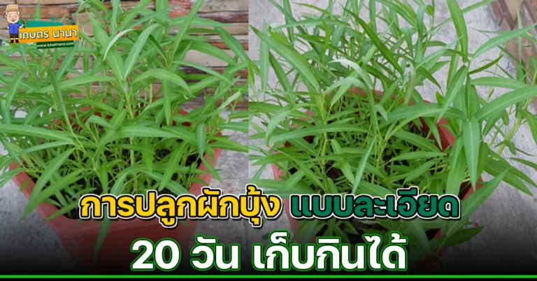 การปลูกผักบุ้ง แบบละเอียด 20 วัน เก็บกินได้