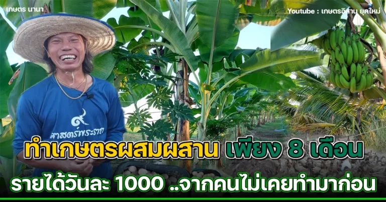 คลิป สุดๆ ไปเลย ทำเกษตรผสมผสาน 8 เดือน มีรายได้วันละ 1000 จากคนไม่เคยทำมาก่อน