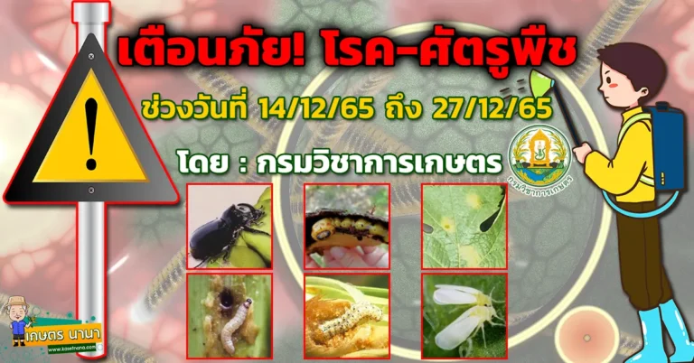 เตือนภัย โรค-ศัตรูพืช ช่วงวันที่ 14-12-65 ถึง 27-12-65 โดยกรมวิชาการเกษตร