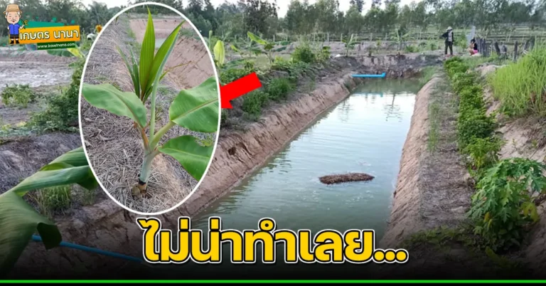 หนุ่มเล่า ไม่น่าทำ “โคก-หนอง-นา โมเดล” เลย มันทำให้การใช้ชีวิตเปลี่ยน