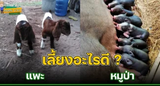 เปรียบเทียบระหว่าง เลี้ยงแพะ กับ เลี้ยงหมูป่า อันไหนดีกว่ากัน