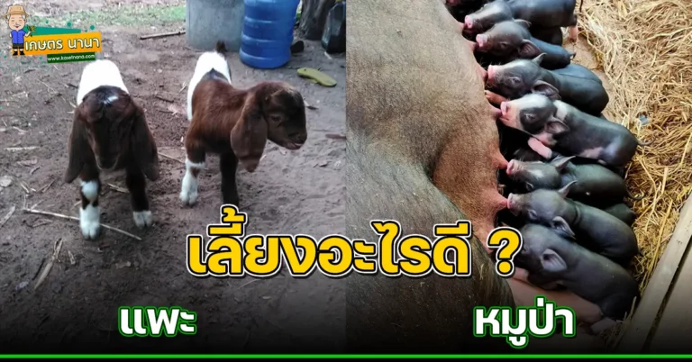 เปรียบเทียบระหว่าง เลี้ยงแพะ กับ เลี้ยงหมูป่า อันไหนดีกว่ากัน