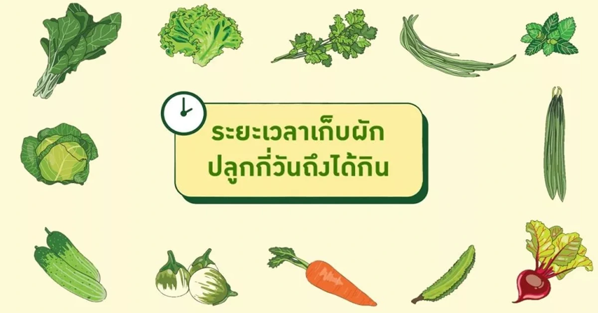 ระยะเวลาเก็บผัก ปลูกกี่วันถึงได้กิน ?