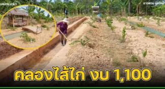 คลิป-ขุด “คลองใส้ไก่” แก้ดินแห้งปลูกพืชไม่งาม ใช้งบ 1,100 กว้าง 1 ม. ยาว 30 ม. ลึก 50 ซม.