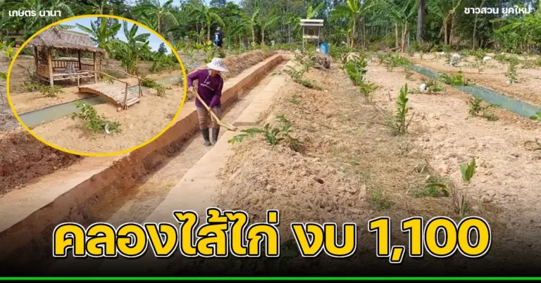 คลิป-ขุด “คลองใส้ไก่” แก้ดินแห้งปลูกพืชไม่งาม ใช้งบ 1,100 กว้าง 1 ม. ยาว 30 ม. ลึก 50 ซม.