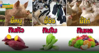 ปุ๋ยคอก วิธีใช้ให้ถูก ขี้หมู กินหัว – ขี้วัว กินใบ – ขี้ไก่ กินผล