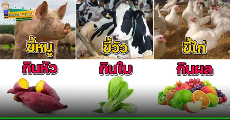 ปุ๋ยคอก วิธีใช้ให้ถูก ขี้หมู กินหัว – ขี้วัว กินใบ – ขี้ไก่ กินผล