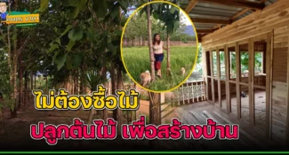 สาวสุดภูมิใจ ปลูกต้นไม้สร้างบ้าน สร้างทั้งหลังโดยไม่ต้องซื้อไม้