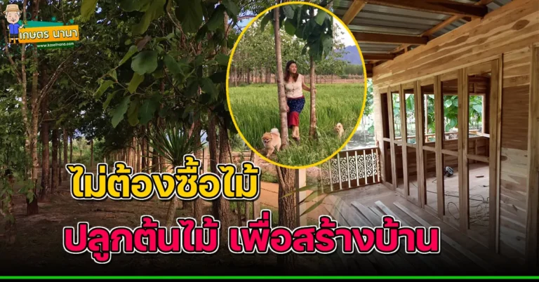 สาวสุดภูมิใจ ปลูกต้นไม้สร้างบ้าน สร้างทั้งหลังโดยไม่ต้องซื้อไม้