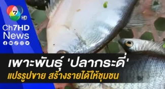 คลิป-เปิดอาชีพ “เพาะพันธุ์ปลากระดี่” สัตว์เศรษฐกิจ สร้างรายได้สุดปัง