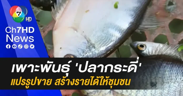 คลิป-เปิดอาชีพ “เพาะพันธุ์ปลากระดี่” สัตว์เศรษฐกิจ สร้างรายได้สุดปัง