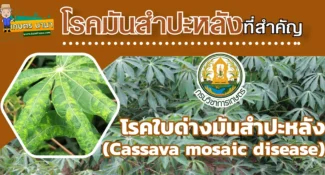 วิธีป้องกันและกำจัด โรคใบด่างมันสำปะหลัง (Cassava mosaic disease)