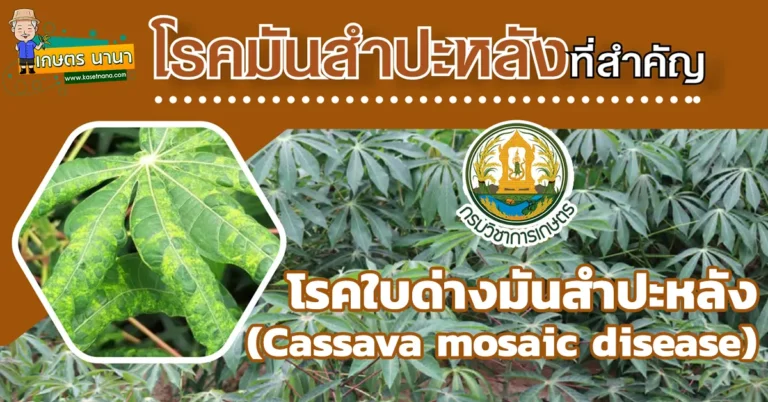 วิธีป้องกันและกำจัด โรคใบด่างมันสำปะหลัง (Cassava mosaic disease)