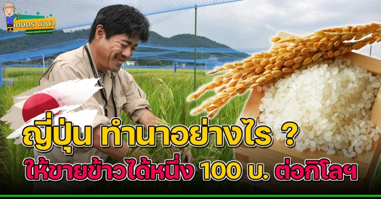 ชาวนาญี่ปุ่น ทำนาอย่างไร ? ให้ขายข้าวได้ถึง 100 บาท ต่อกิโลกรัม