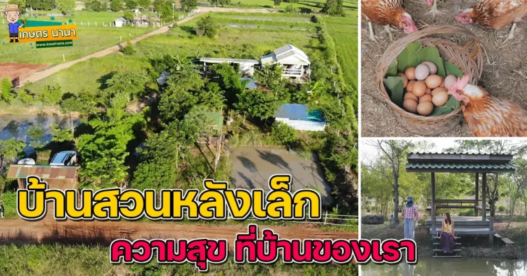 บ้านสวนหลังเล็กๆ อยู่กลางทุ่งนา บรรยากาศสุดฟินๆ