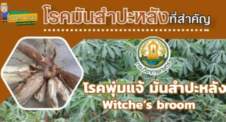 วิธีป้องกันและกำจัด โรคพุ่มแจ้มันสำปะหลัง (Witche’s broom)