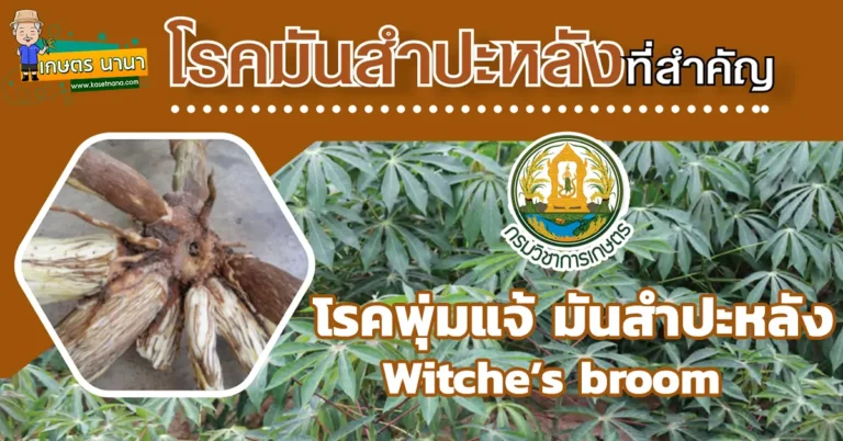 วิธีป้องกันและกำจัด โรคพุ่มแจ้มันสำปะหลัง (Witche’s broom)