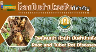 วิธีป้องกันและกำจัด โรคโคนเน่า หัวเน่า มันสำปะหลัง (Root and Tuber Rot Diseases)