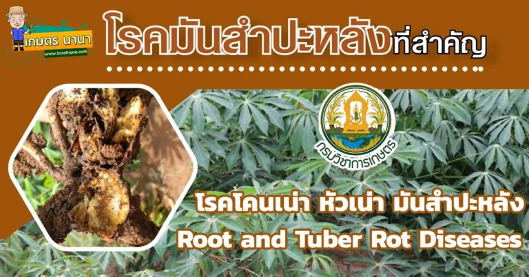 วิธีป้องกันและกำจัด โรคโคนเน่า หัวเน่า มันสำปะหลัง (Root and Tuber Rot Diseases)