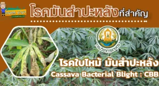 วิธีป้องกันและกำจัดโรคพืช โรคใบไหม้ มันสำปะหลัง (Cassava Bacterial Blight CBB)