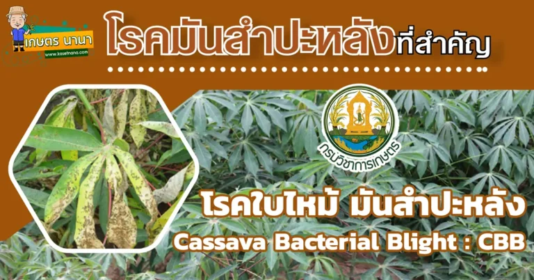 วิธีป้องกันและกำจัดโรคพืช โรคใบไหม้ มันสำปะหลัง (Cassava Bacterial Blight CBB)