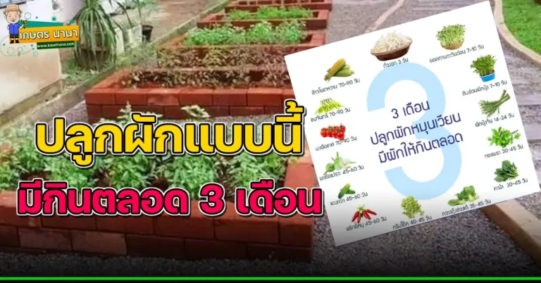 วิธีปลูกผักหมุนเวียน มีผักให้กินตลอด 3 เดือน