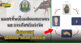 ด้วงกาแฟ (Coffee-bean weevil) แมลงศัตรูของเมล็ดพืช และผลิตผลเกษตร