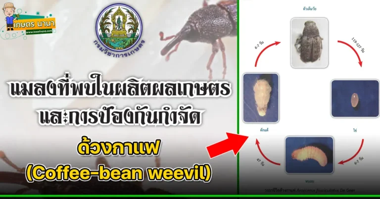 ด้วงกาแฟ (Coffee-bean weevil) แมลงศัตรูของเมล็ดพืช และผลิตผลเกษตร