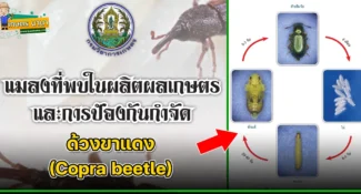 ด้วงขาแดง (Copra beetle) แมลงศัตรูของเมล็ดพืช และผลิตผลเกษตร