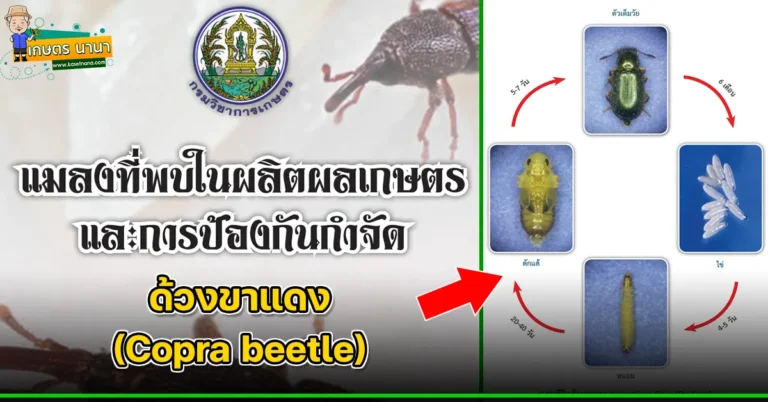 ด้วงขาแดง (Copra beetle) แมลงศัตรูของเมล็ดพืช และผลิตผลเกษตร