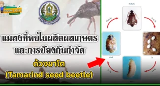 ด้วงขาโต (Tamarind seed beetle) แมลงศัตรูของเมล็ดพืช และผลิตผลเกษตร