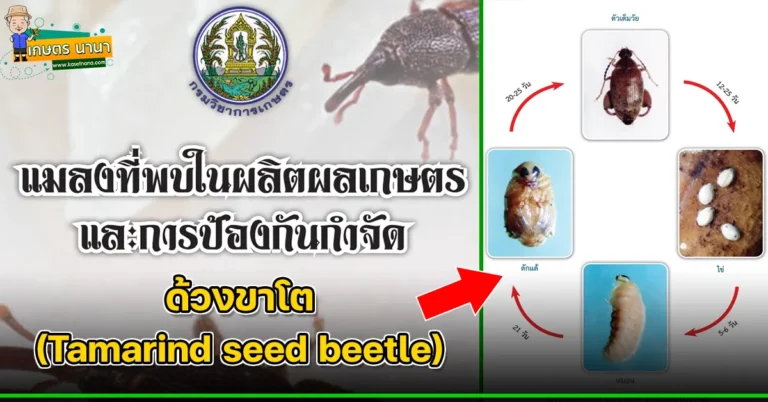 ด้วงขาโต (Tamarind seed beetle) แมลงศัตรูของเมล็ดพืช และผลิตผลเกษตร