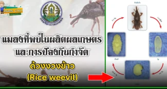 ด้วงงวงข้าว (Rice weevil) แมลงศัตรูของเมล็ดพืช และผลิตผลเกษตร