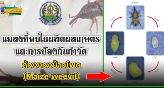 ด้วงงวงข้าวโพด (Maize weevil) แมลงศัตรูของเมล็ดพืช และผลิตผลเกษตร