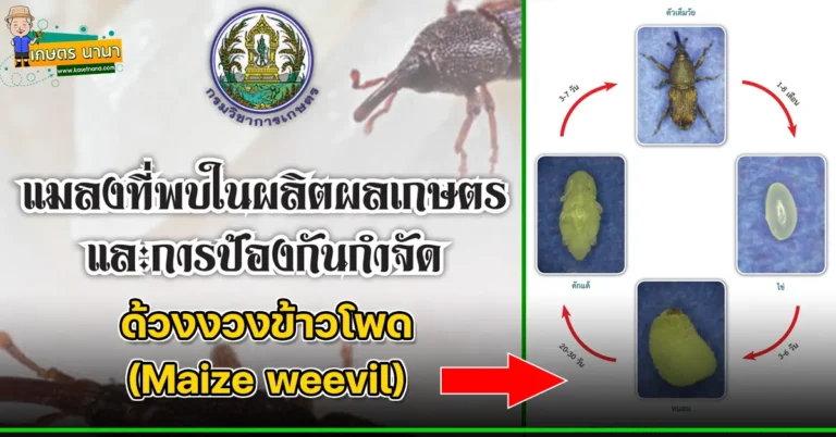 ด้วงงวงข้าวโพด (Maize weevil) แมลงศัตรูของเมล็ดพืช และผลิตผลเกษตร