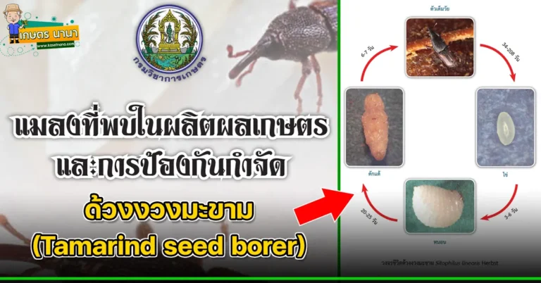 ด้วงงวงมะขาม (Tamarind seed borer) แมลงศัตรูของเมล็ดพืช และผลิตผลเกษตร