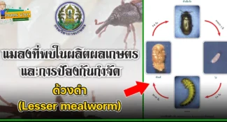 ด้วงดำ (Lesser mealworm) แมลงศัตรูของเมล็ดพืช และผลิตผลเกษตร