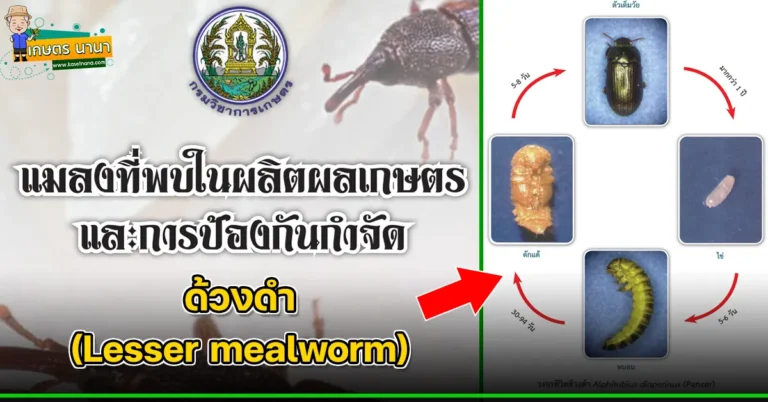 ด้วงดำ (Lesser mealworm) แมลงศัตรูของเมล็ดพืช และผลิตผลเกษตร