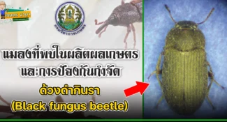 ด้วงดำกินรา (Black fungus beetle) แมลงศัตรูของเมล็ดพืช และผลิตผลเกษตร