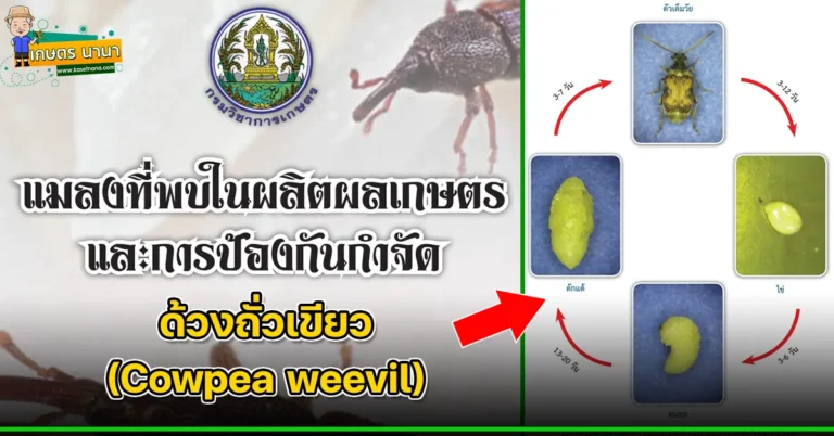 ด้วงถั่วเขียว (Cowpea weevil) แมลงศัตรูของเมล็ดพืช และผลิตผลเกษตร