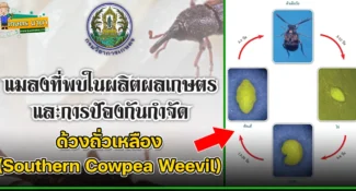 ด้วงถั่วเหลือง (Southern Cowpea Weevil) แมลงศัตรูของเมล็ดพืช และผลิตผลเกษตร