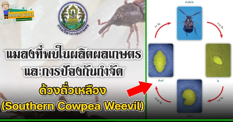 ด้วงถั่วเหลือง (Southern Cowpea Weevil) แมลงศัตรูของเมล็ดพืช และผลิตผลเกษตร