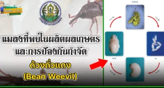 ด้วงถั่วแดง (Bean Weevil) แมลงศัตรูของเมล็ดพืช และผลิตผลเกษตร