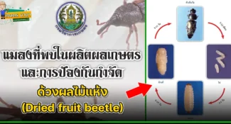 ด้วงผลไม้แห้ง (ด้วงปีดตัด) (Dried fruit beetle) แมลงศัตรูของเมล็ดพืช และผลิตผลเกษตร