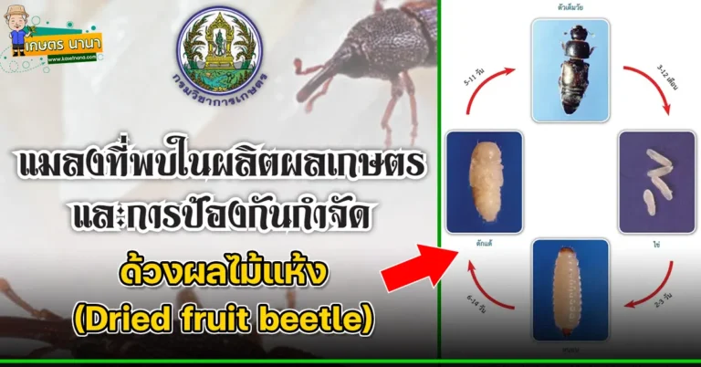 ด้วงผลไม้แห้ง (ด้วงปีดตัด) (Dried fruit beetle) แมลงศัตรูของเมล็ดพืช และผลิตผลเกษตร