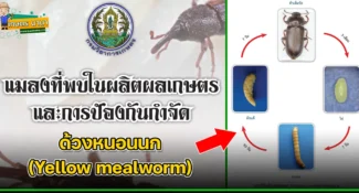 ด้วงหนอนนก (Yellow mealworm) แมลงศัตรูของเมล็ดพืช และผลิตผลเกษตร